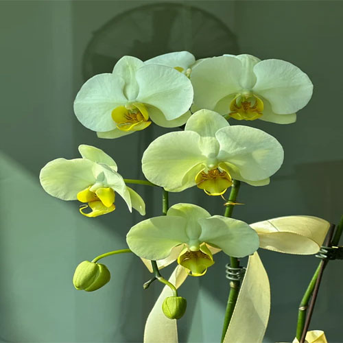 Phalaenopsis Lemon Yellow Lightning Phalaenopsis Lemon Yellow Lightning